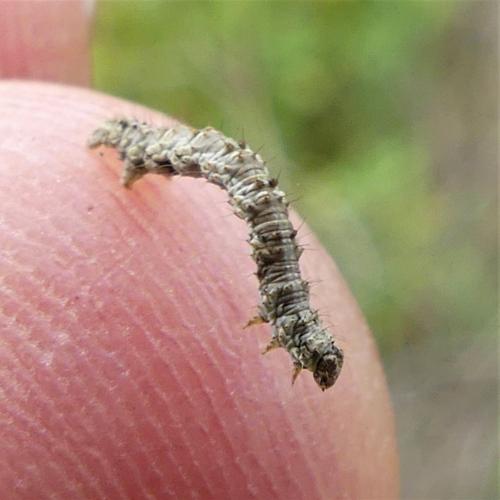 Phigalia pilosaria